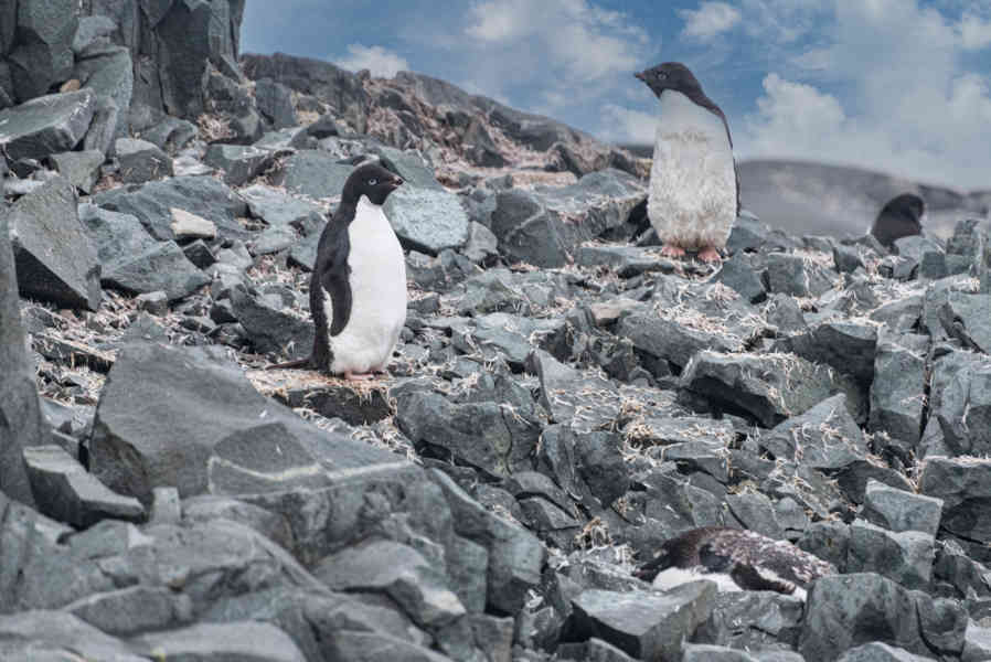 Pingüino Adelia - Antártida 04.jpg